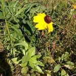 Rudbeckia hirta leaf picture by Ga Coh (cc-by-sa)