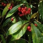 Ardisia crenata flower picture by Matthieu Libeer (cc-by-sa)