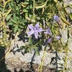 Campanula versicolor flower picture by Andrea bertoldi (cc-by-sa)