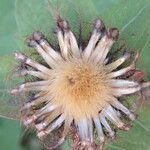 Centaurea pectinata fruit picture by margarida vila (cc-by-sa)