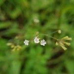 Boerhavia erecta flower picture by jagadeeswaran kannan (cc-by-sa)