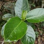 Geniostoma borbonicum leaf picture by bruno trebel (cc-by-sa)