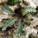 Asplenium ceterach habit picture by Conigliaro Ambrogio (cc-by-sa)