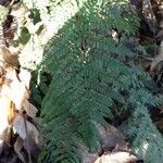 Dryopteris dilatata habit picture by Tristan Jaton-Maria (cc-by-sa)