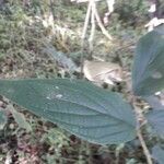 Piper hispidum leaf picture by joao ferreira (cc-by-sa)