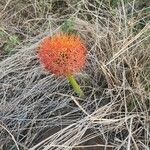 Scadoxus multiflorus habit picture by Susan Brown (cc-by-sa)