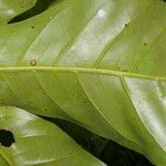 Magnolia gloriensis leaf picture by Nelson Zamora Villalobos (cc-by-nc)