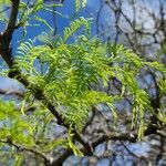 Prosopis caldenia leaf picture by Trap Hers (cc-by-sa)