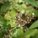 Ageratina riparia fruit picture by E. Mouysset (cc-by-sa)