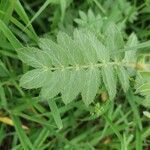 Tribulus zeyheri leaf picture by susan brown (cc-by-sa)