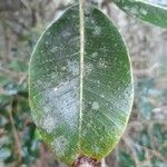 Sideroxylon borbonicum leaf picture by Bernard REYNAUD (cc-by-sa)