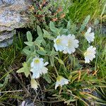 Cerastium latifolium habit picture by Fabien Anthelme (cc-by-sa)