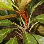 Chrysophyllum colombianum leaf picture by Nelson Zamora Villalobos (cc-by-nc)