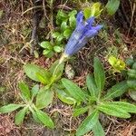 Gentiana acaulis leaf picture by Jacques Zuber (cc-by-sa)