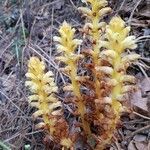 Orobanche flava habit picture by Panda game game (cc-by-sa)