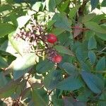 Nandina domestica fruit picture by Franco Max (cc-by-sa)