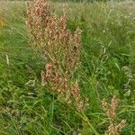 Rumex thyrsiflorus leaf picture by Nataliia Petrushenko (cc-by-sa)