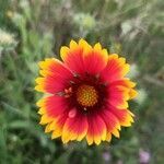 Gaillardia aristata flower picture by Roman Tyden (cc-by-sa)