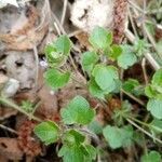 Veronica sublobata leaf picture by William boussaton (cc-by-sa)