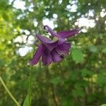 Aquilegia vulgaris flower picture by cocomilady (cc-by-sa)