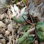 Cyclamen balearicum flower picture by Michael Schade (cc-by-sa)