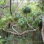 Pandanus sylvestris habit picture by J. Champ (cc-by-sa)