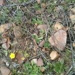 Ranunculus sardous habit picture by Pedro Salgadinho (cc-by-sa)