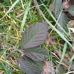 Rubus sulcatus leaf picture by Maggie Zielony (cc-by-sa)