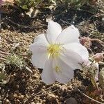 Oenothera albicaulis flower picture by Corazon (cc-by-sa)