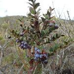 Vaccinium floribundum habit picture by Fabien Anthelme (cc-by-sa)