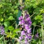 Linaria purpurea flower picture by Palermo Rosario (cc-by-sa)