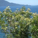 Caldcluvia paniculata habit picture by Daniel Barthelemy (cc-by-nc)