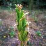 Oenothera biennis fruit picture by Pierre Yves RABA (cc-by-sa)