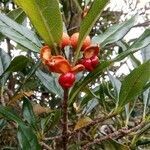 Pittosporum senacia fruit picture by dominique grandgeorge dominoel (cc-by-sa)