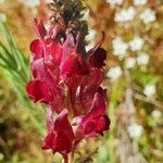 Linaria aeruginea flower picture by joselu_4 (cc-by-sa)