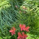 Alstroemeria aurea habit picture by David Hocken (cc-by-sa)