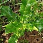 Acanthus ilicifolius leaf picture by Anilkumar Gopalan (cc-by-sa)