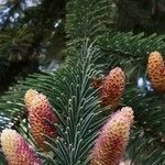 Abies grandis flower picture by Dieter Albrecht (cc-by-sa)