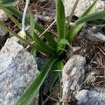 Plantago atrata leaf picture by nicolas pecqueux (cc-by-sa)