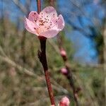 Prunus persica flower picture by Giussani Enrico (cc-by-sa)