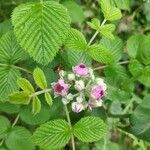 Rubus niveus flower picture by Leandro da silva pereira (cc-by-sa)