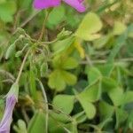 Oxalis articulata habit picture by Thierry LE COM (cc-by-sa)