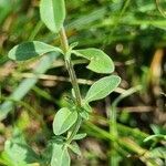 Thymus pulegioides leaf picture by Jani Zadrgal (cc-by-sa)