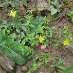 Hypericum humifusum habit picture by gilles collin (cc-by-sa)