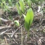 Ophioglossum vulgatum habit picture by Daim (cc-by-sa)