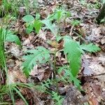 Aureolaria flava leaf picture by Erin Froehlich (cc-by-sa)