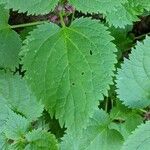 Lamium orvala leaf picture by Maurizio Azzini (cc-by-sa)