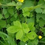 Geum macrophyllum leaf picture by Jim Ridley (cc-by-sa)