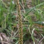 Plantago major fruit picture by Giorgio Fornara (cc-by-sa)