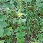 Hypericum hirsutum habit picture by Jean-Marie Frenoux (cc-by-sa)